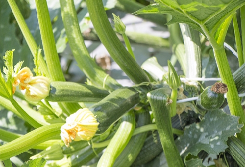 ズッキーニが枯れる 原因と主な症状や対策について 野菜大図鑑