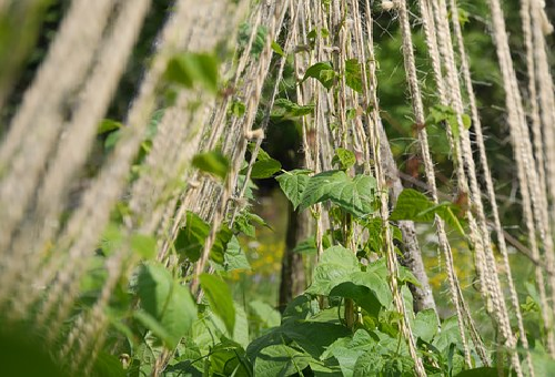 インゲンを育てる 支柱の長さはどれくらい 野菜大図鑑