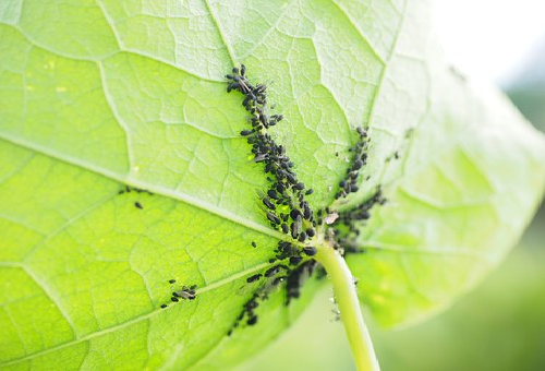 いんげんの栽培 害虫について 野菜大図鑑