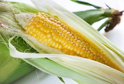 トウモロコシの皮とひげも食べられる トウモロコシの粉の名前は 野菜大図鑑