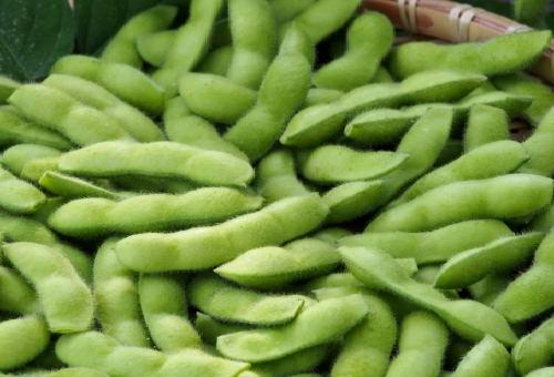 枝豆 保存 生 冷凍 冷蔵 栄養 期間