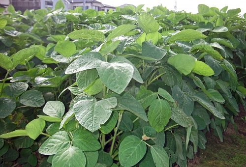 枝豆 生産量 自給率 日本