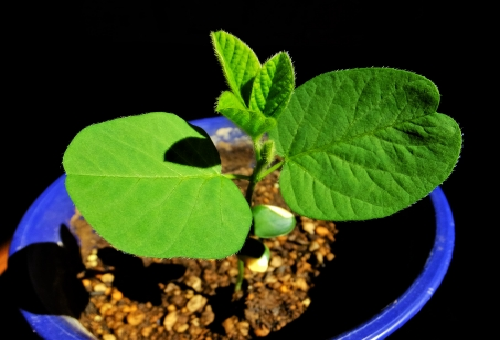 枝豆 豆 植える 数 小さい