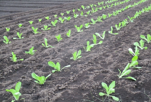 小松菜 肥料 追肥 時期 種類 成分 量