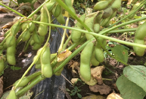 枝豆の栽培で失敗しないための方法とは 水やりや日当たりはどうする 野菜大図鑑