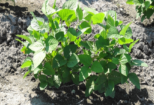 枝豆 成長 過程 高さ