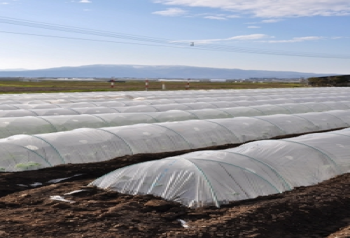 ニラは冬対策が必要 ビニールを使ったトンネル栽培について 野菜大図鑑