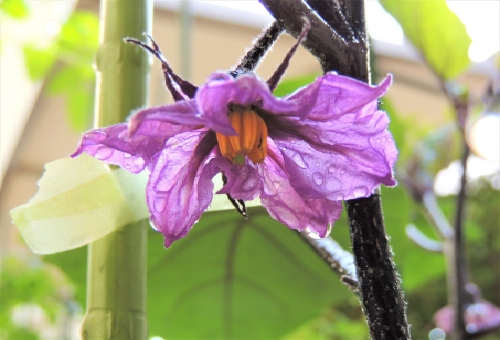 ナスの一番花が咲いたらわき芽を取るとよい 取らないとどうなるの 野菜大図鑑