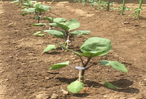 ナスの摘心方法は 接ぎ木って何 野菜大図鑑