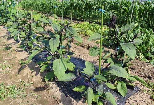 ナスの追肥の方法とは 肥料の種類は 野菜大図鑑