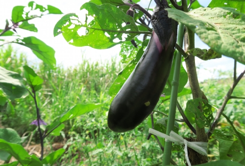 ナスの剪定と時期と仕方は 切り戻しって 野菜大図鑑