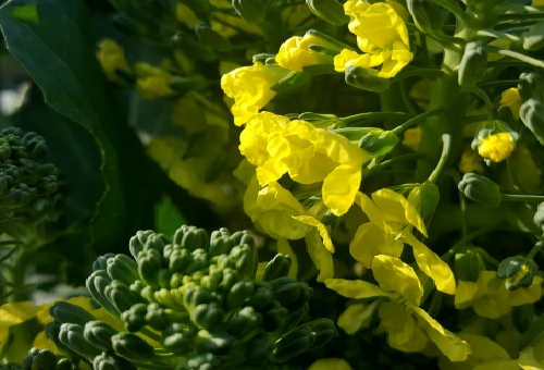 ブロッコリーの花は食べられるの その食べ方と栄養分について 野菜大図鑑