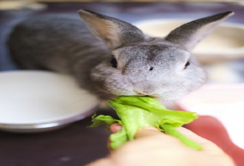 うさぎがレタスを食べると催眠効果があるの 適正量とは 野菜大図鑑