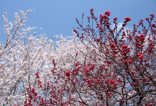 梅と桜 それぞれ何科 違いは 野菜大図鑑