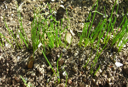 ニラの発芽 光との関係は 適温に保つコツとは 野菜大図鑑