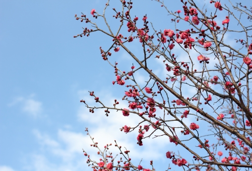 梅の剪定方法 徒長枝の見分け方は 何に注目して切るの 野菜大図鑑
