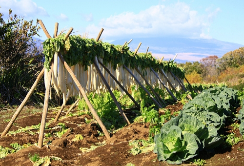 大根の天日干し カビの生えない方法や保存は 野菜大図鑑