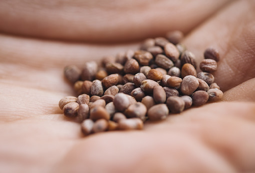 白菜の種 種類と寿命は 野菜大図鑑