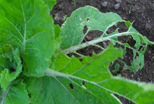 白菜の葉に虫食いの跡が その対処法とは 野菜大図鑑