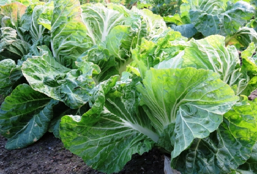 白菜の栽培の歴史について いつ頃から広まった 野菜大図鑑