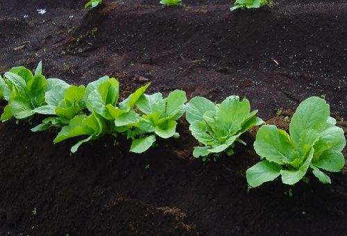 白菜 肥料 やり方 時期 量