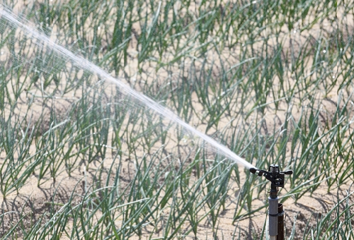 玉ねぎ 栽培 水やり 保存 方法