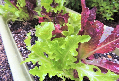 レタス 家庭菜園 プランター 深さ 育て方 収穫時期