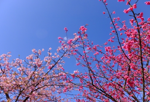 梅 日本 桜 中国