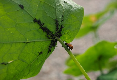 モロヘイヤの葉っぱに虫が 卵を産む 野菜大図鑑