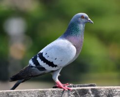 トマト 食べる 動物 鳥