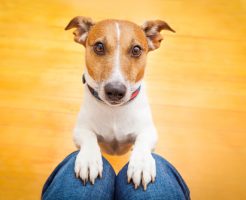 犬 猫 うさぎ ピーマン 食べる