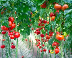 血圧 尿酸値 中性脂肪 下げる トマト 効果