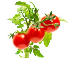 トマト 塩分 排出 量 カリウム