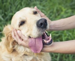 犬 ピーマン 食べられる