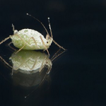 ニラに虫が 卵がついていたら要注意 駆除方法は 野菜大図鑑