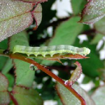 栽培しているクレソンに青虫や黒い虫が 対策は 野菜大図鑑
