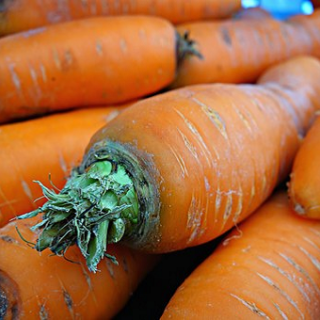 人参を好んで食べる動物は本当に人参好き ウサギは 馬は 野菜大図鑑