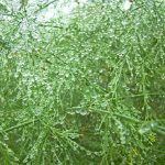 観葉植物のアスパラガスについて知ろう！挿し木で増やすことができるの？
