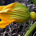 かぼちゃの花粉 形と寿命とは 野菜大図鑑