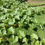 かぼちゃの栽培や虫について！肥料の与え方やタイミングは？