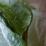 冬採りレタスの凍霜害対策は？霜に当たり美味しくなる野菜は？