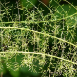 観葉植物のアスパラガス！いろんな種類があるの？