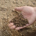 アスパラガスの追肥の時期は？適した肥料の種類や量は？