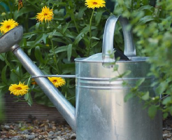 水菜 家庭菜園 間引き 方法 水やり 量