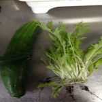 再生野菜の水菜のやり方について！水菜が根から再生する日数は？