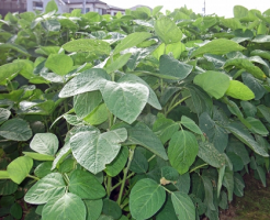 枝豆 生産量 自給率 日本