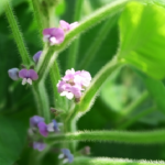 紫の枝豆の花が咲かない？咲かなくても収穫することが出来るの？