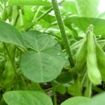 枝豆の摘心のやり方とコツとは？枝豆の摘心のオススメな時期や効果について！