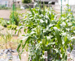 トウモロコシ 追肥 肥料 種類 回数