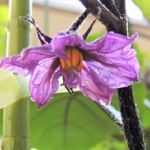 かぼちゃの花粉 形と寿命とは 野菜大図鑑